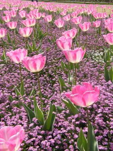 tulips