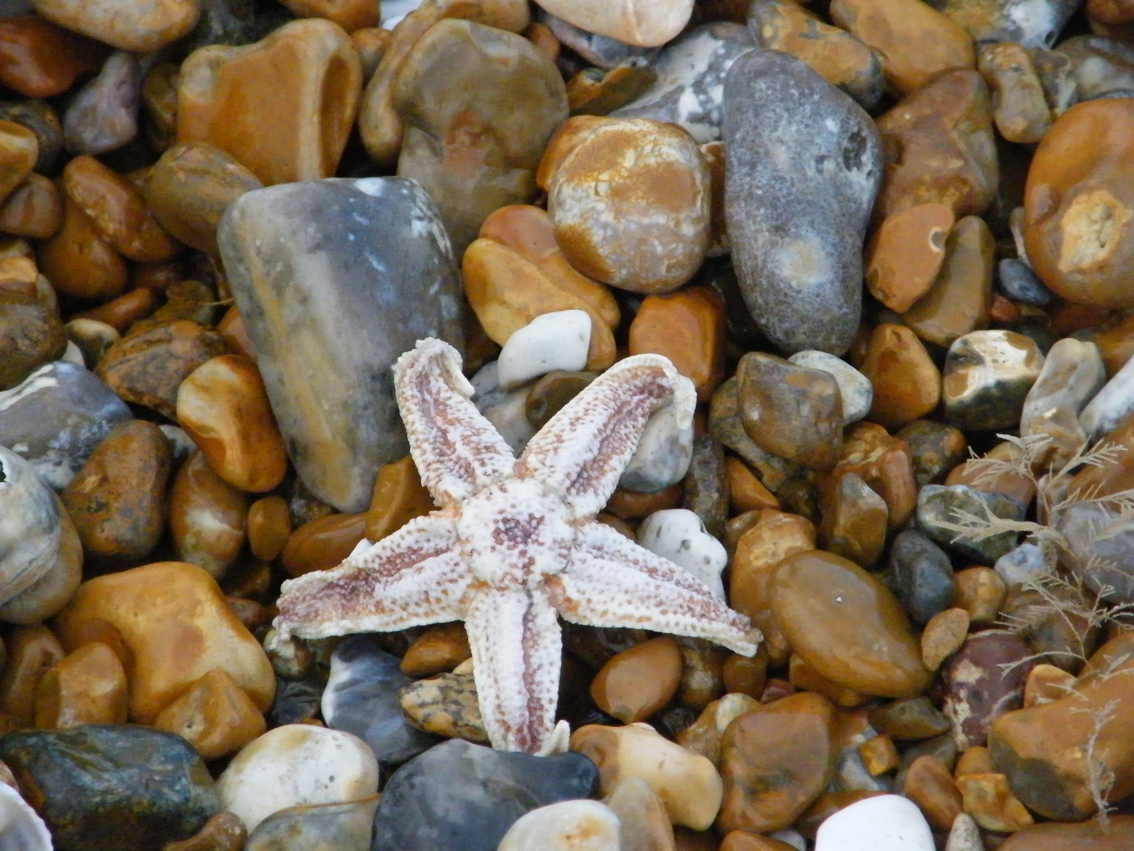 Etoile de mer à Dungeness