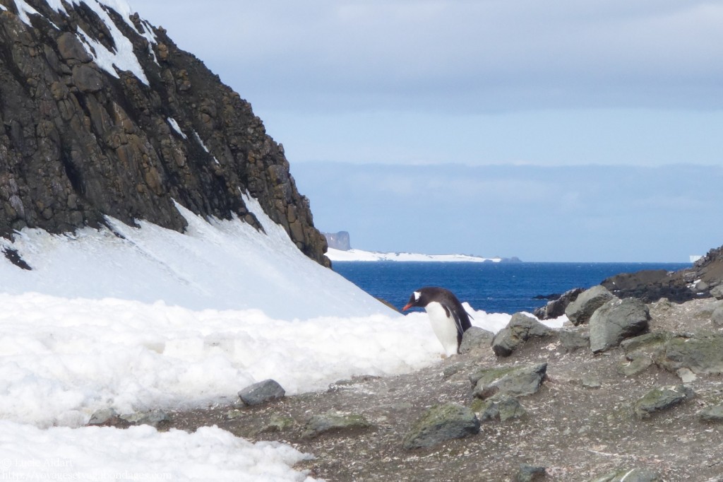 Rencontre avec les manchots en Antarctique