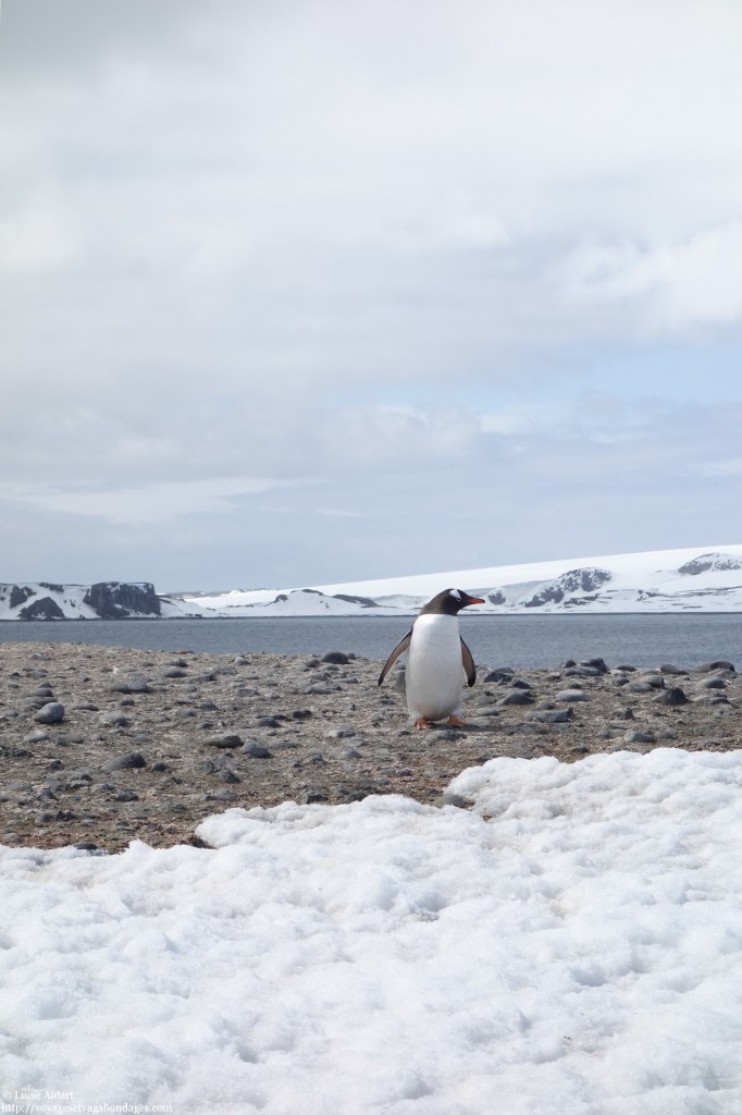 Rencontre avec les manchots en Antarctique