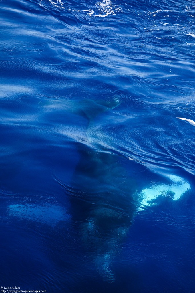 Baleine à bosse lors d'un ballet de baleines pour nos adieux à l'Antarctique