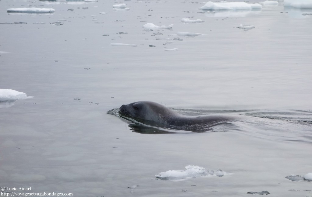Rencontre avec un phoque - Danco Island - Fêter Noël en Antarctique - Une ambiance de fin du monde