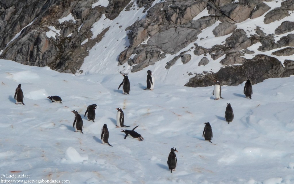 Il y a un manchot qui fait le pitre! - Fêter Noël en Antarctique