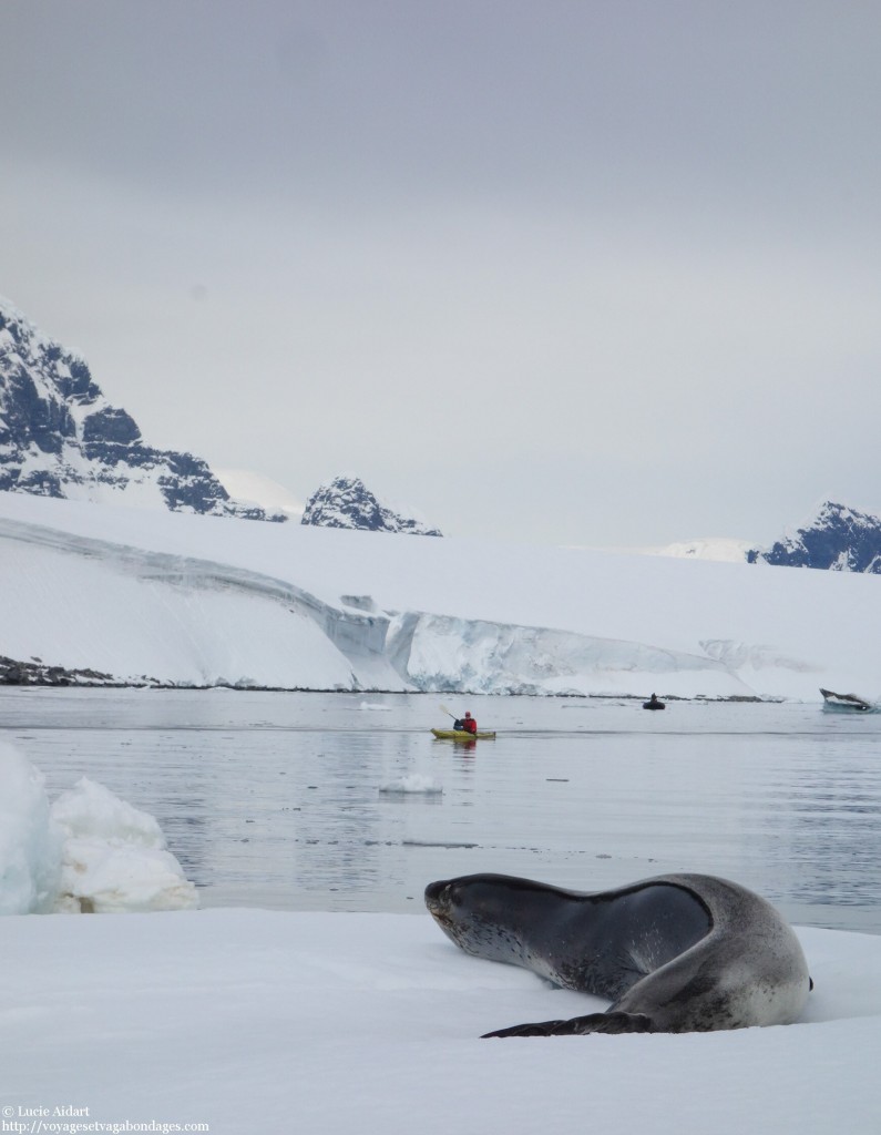 Léopard de mer - Le denier jour en Antarctique