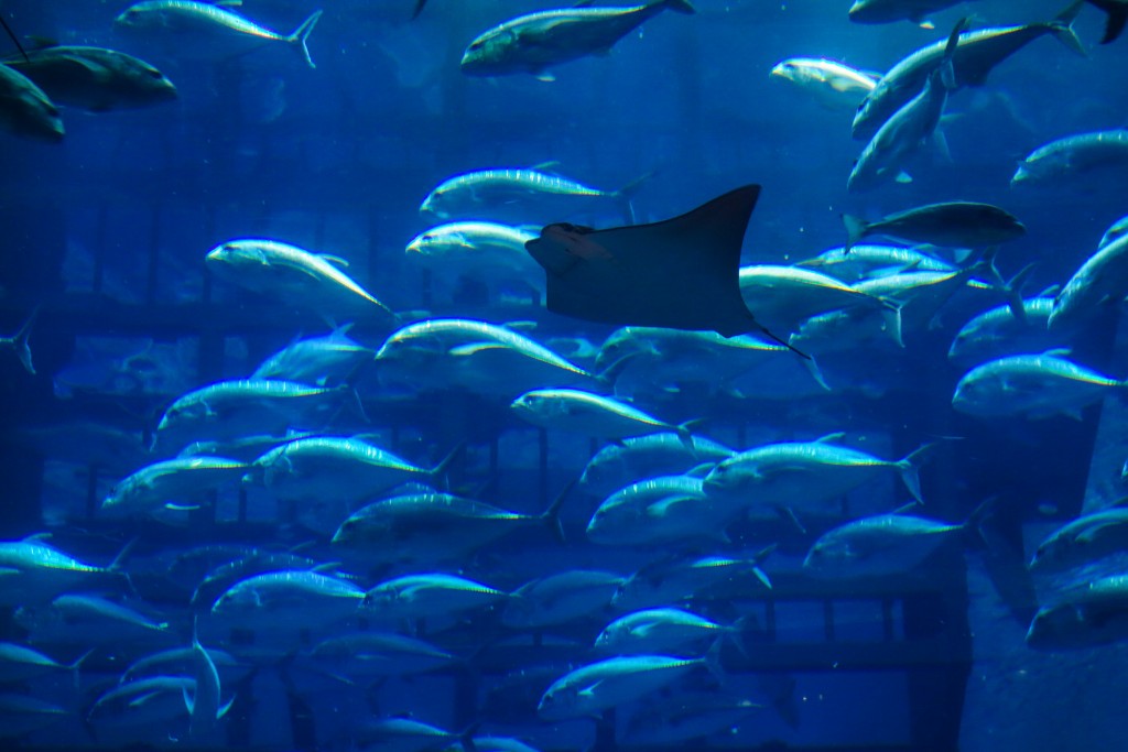 Aquarium dans le Dubai Mall, escale à Dubaï