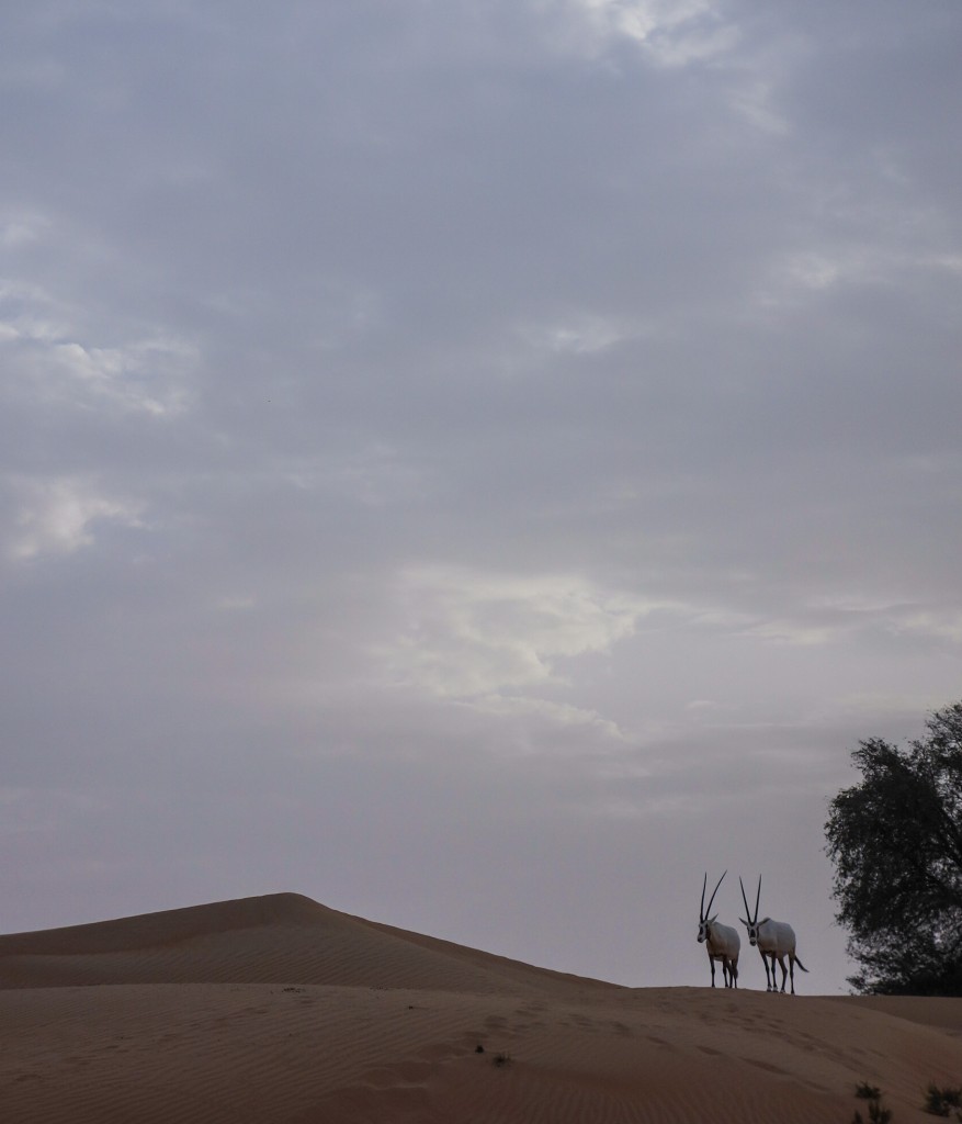 Excursion dans le désert à Dubaï