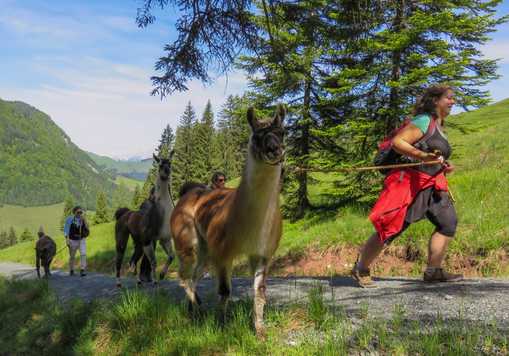 Jogging avec un lama - une rando-lama au Tyrol en Autriche