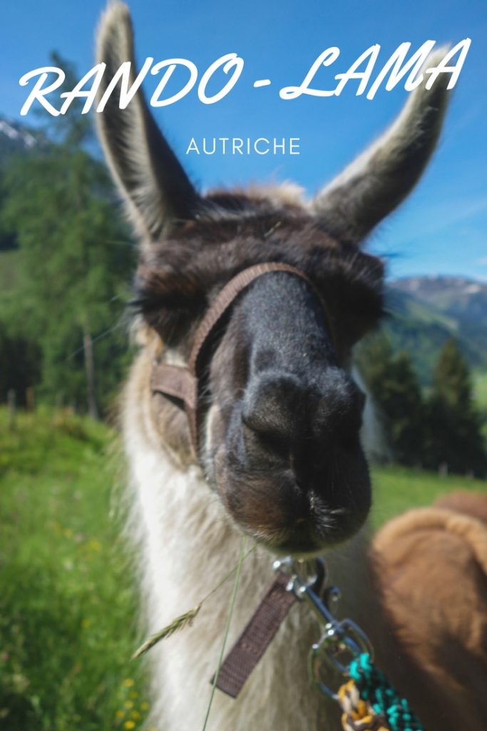 Histoires de lamas en Autriche - une randonnée lama au coeur du Tyrol autrichien