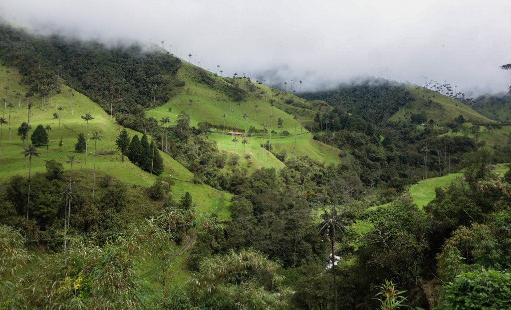 Salento, voyage en Colombie, Plantations de café