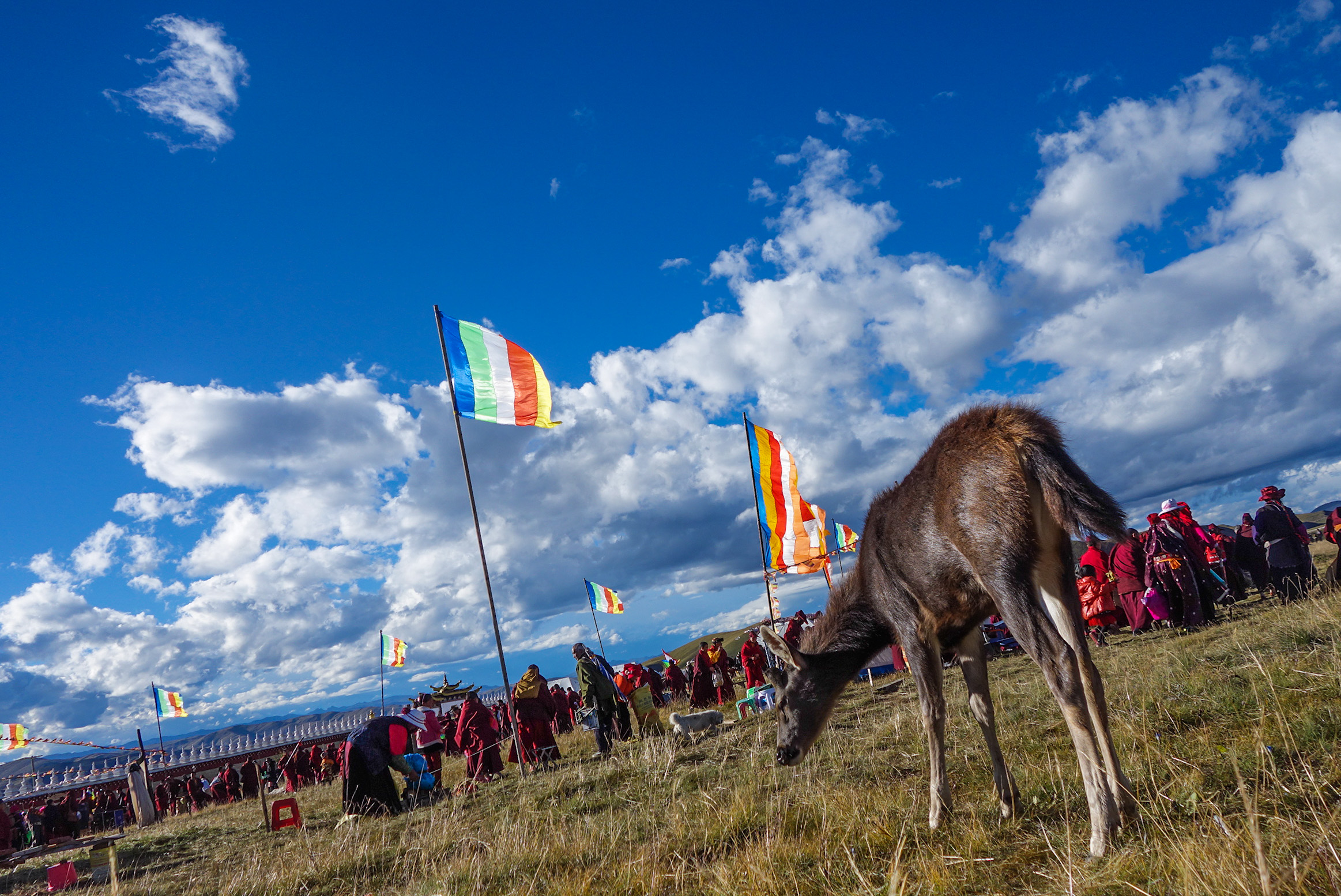 Un trek à cheval sur les plateaux tibétains