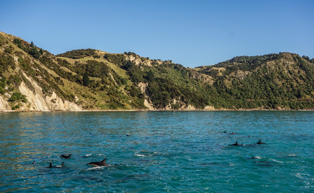 Nager avec des dauphins sauvages en Nouvelle-Zélande