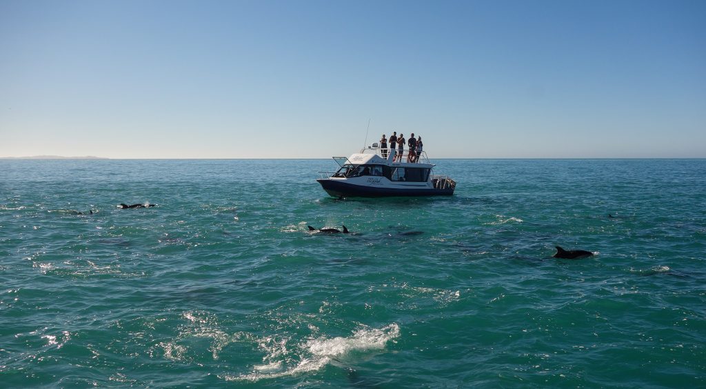 Nager avec des dauphins sauvages en Nouvelle-Zélande