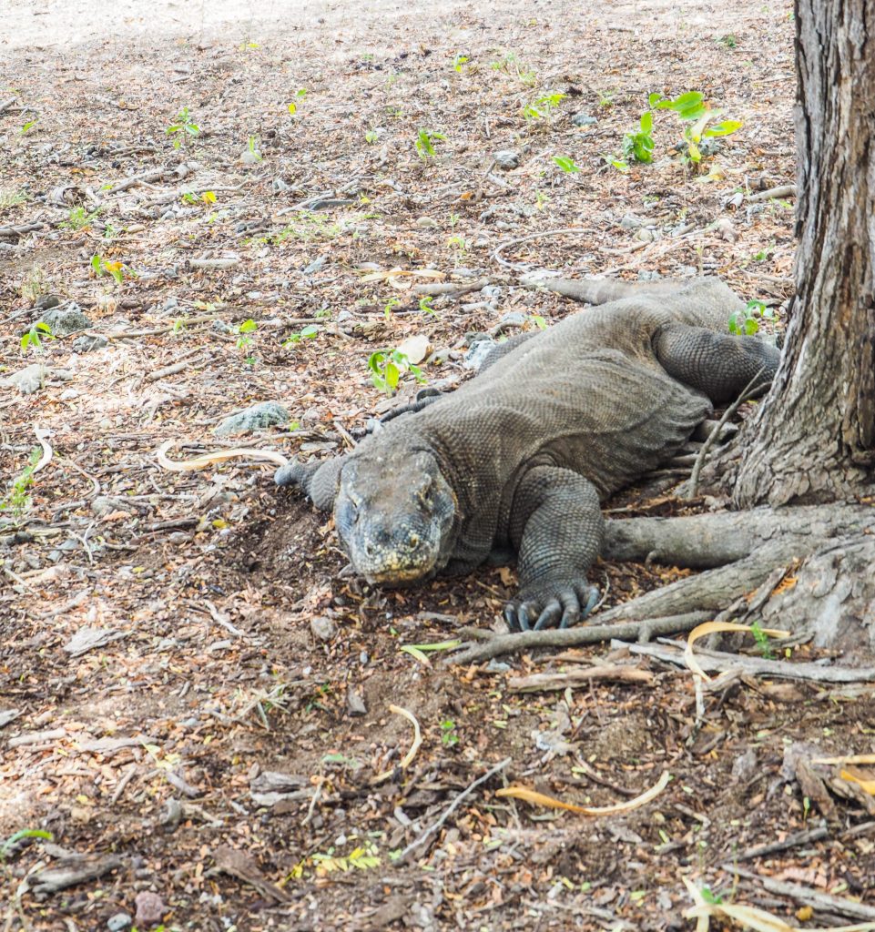 Regarder un dragon de Komodo dans les yeux