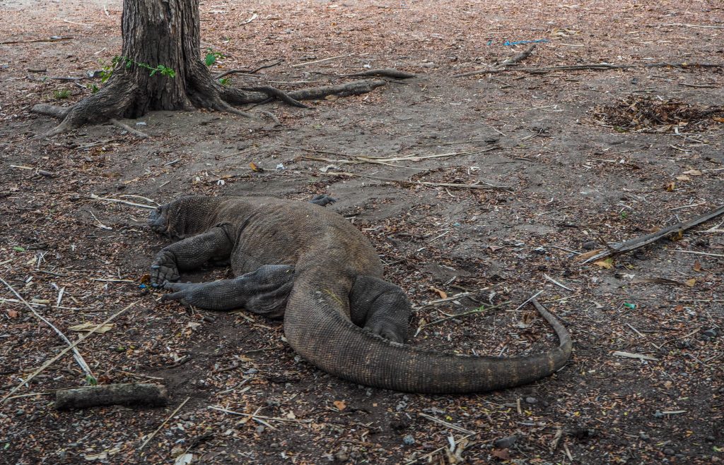 Regarder un dragon de Komodo dans les yeux