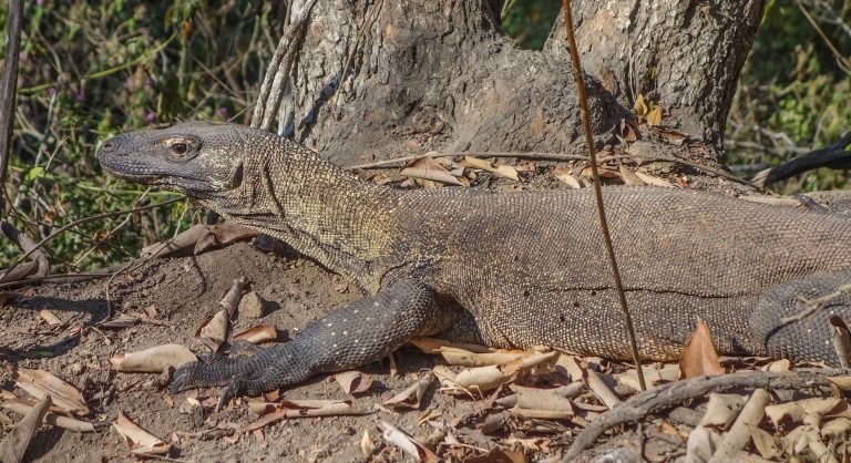 Voir les dragons de Komodo à Komodo et Rinca