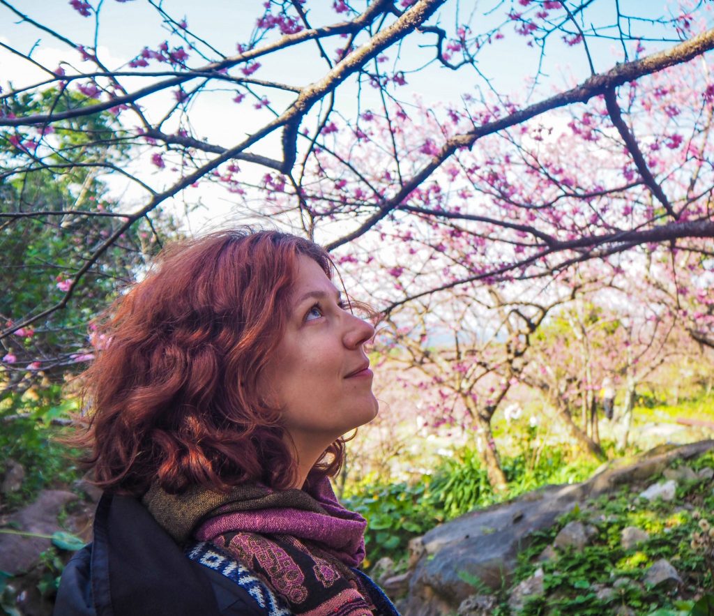 Voir la floraison des cerisiers à Okinawa au Japon:le festival du château de Nakijin