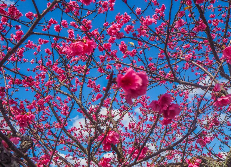 Voir la floraison des cerisiers à Okinawa au Japon:le festival du château de Nakijin