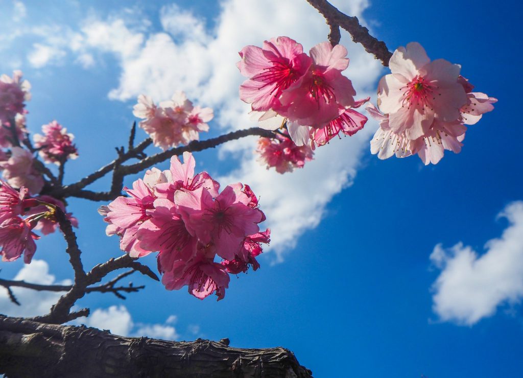 Voir la floraison des cerisiers à Okinawa au Japon:le festival du château de Nakijin