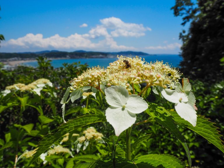 Vue sur la mer depuis un temple de Kamakura et floraison des hortensias pendant la saison des pluies