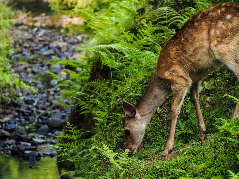 Biche à Nara, Voyages et Vagabondages au fil des mois, Bilan mensuel Juillet 2017