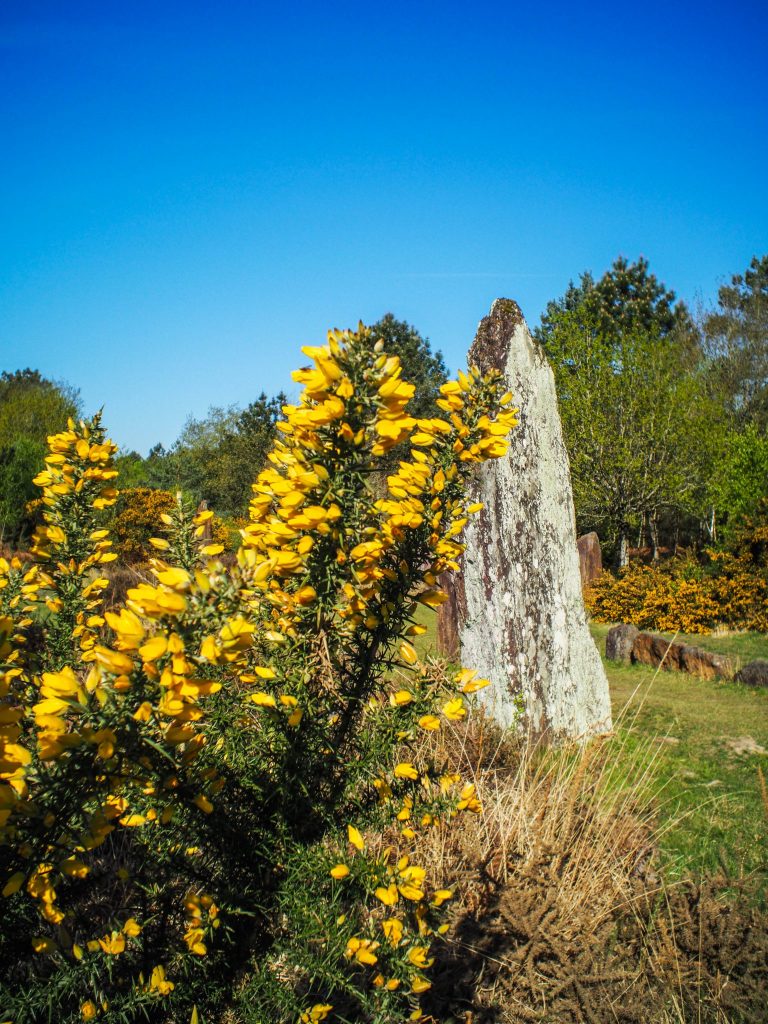 Les menhirs de Monteneuf - Visiter Brocéliande en Bretagne, une terre de légendes et d'histoire