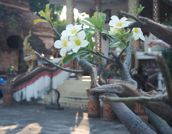 Visiter Chiang Mai : le guide pratique ultime du voyage lent et nomade à Chiang Mai en Thaïlande