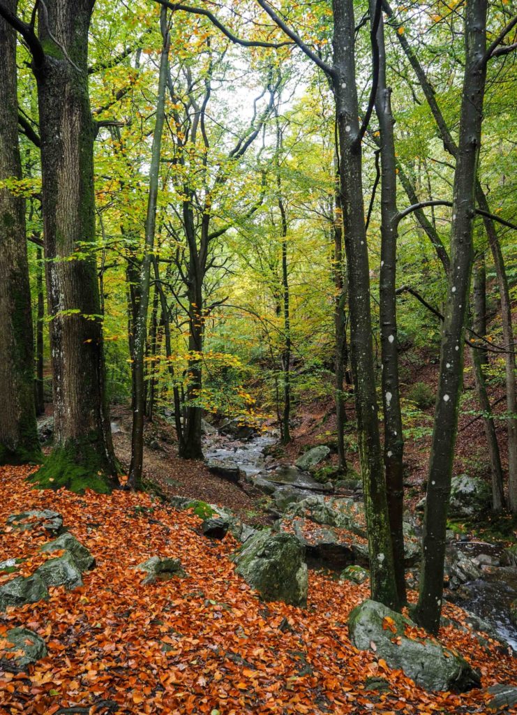 L'automne dans le Vallon du Ninglinspo - Ardenne Belge - Province de Liège - Voyage slow en Belgique