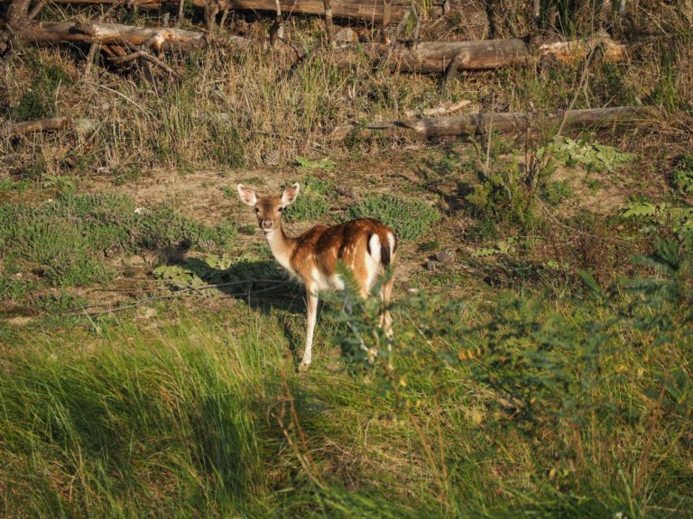 A la découverte du Delta du Pô - Un voyage nature en Emilie-Romagne, au coeur du Delta du Pô sur la côte Adriatique et du Parc national de la Forêt Casentinesi, Mont Falterona et Campigna dans les Apennins en Italie