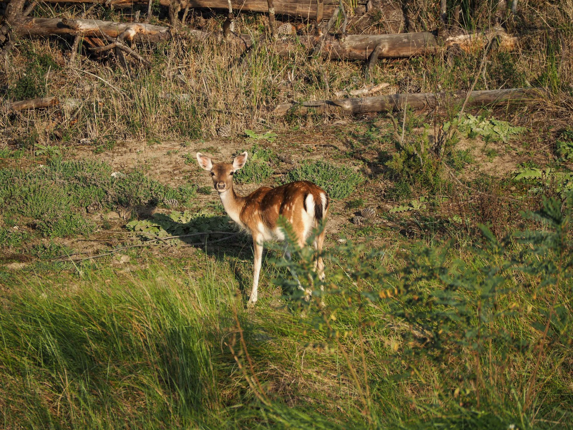 A la découverte du Delta du Pô - Un voyage nature en Emilie-Romagne, au coeur du Delta du Pô sur la côte Adriatique et du Parc national de la Forêt Casentinesi, Mont Falterona et Campigna dans les Apennins en Italie