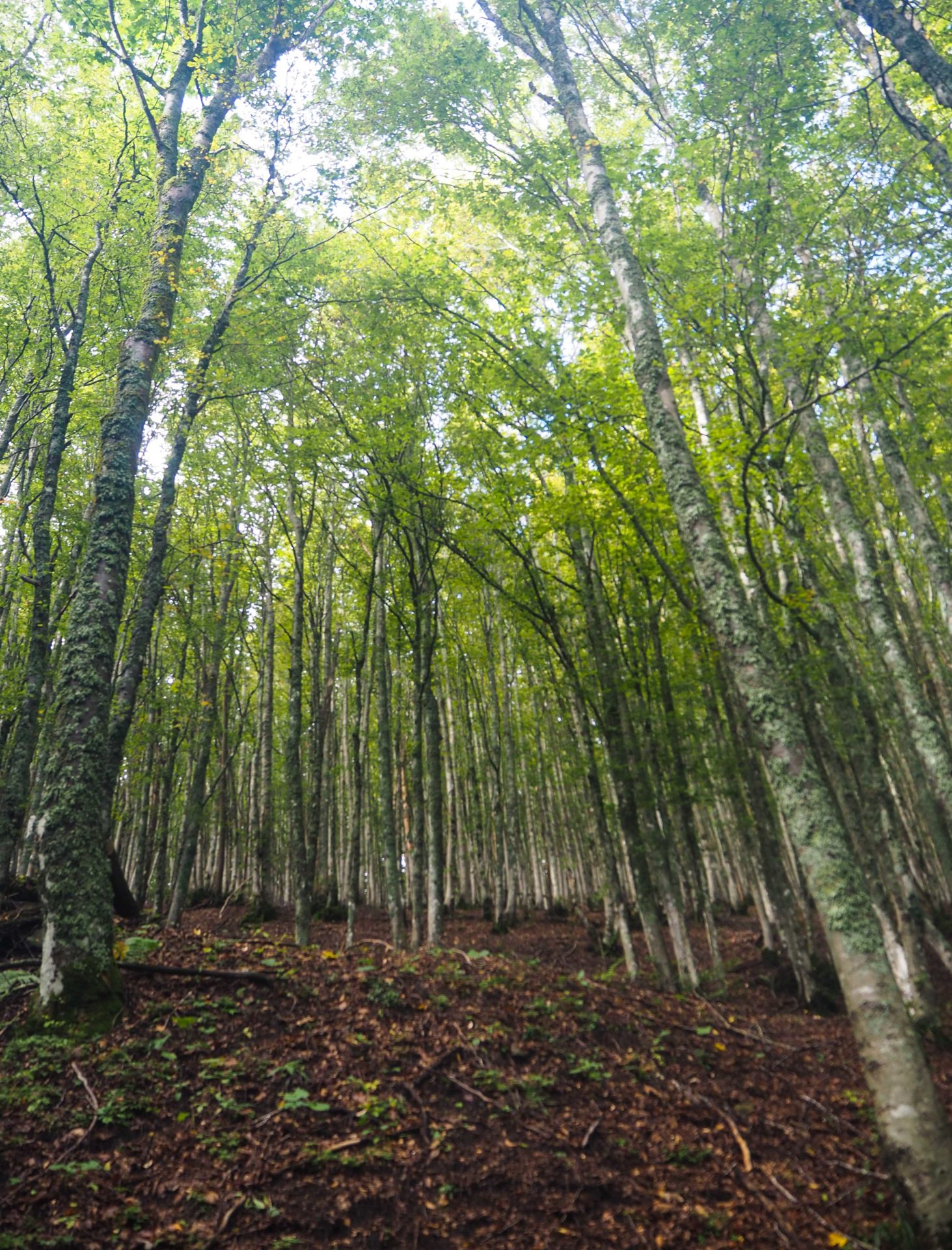 Un voyage nature en Emilie-Romagne, au coeur du Delta du Pô sur la côte Adriatique et du Parc national de la Forêt Casentinesi, Mont Falterona et Campigna dans les Apennins en Italie