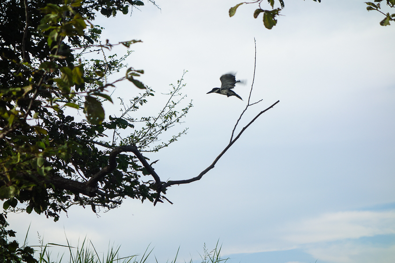 L'Envol, la guérison - Guérir pour être - Livre audio intuitif - Un oiseau en plein vol à Mompos en Colombie  - Voyages et Vagabondages