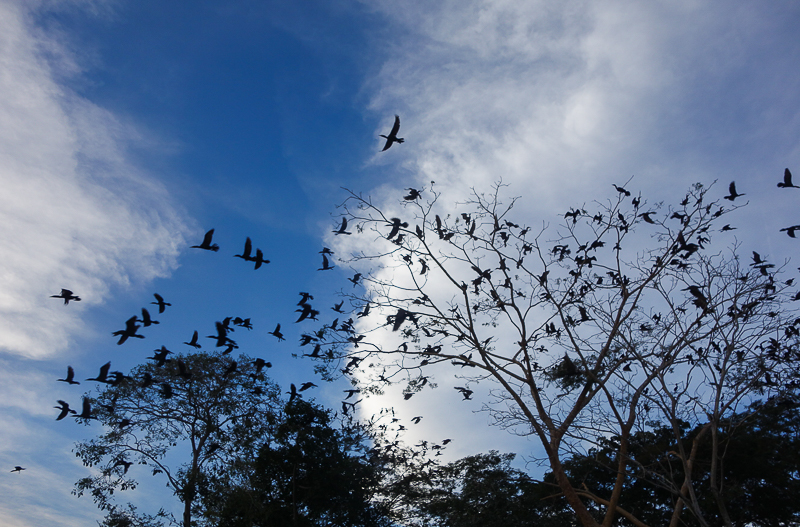 L'Envol, la guérison - Guérir pour être - Livre audio intuitif - Un oiseau en plein vol à Mompos en Colombie - Voyages et Vagabondages