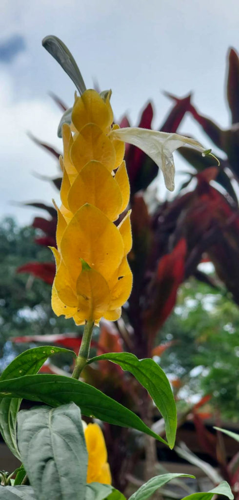 Fleurs jaunes tropicales à Hawaii