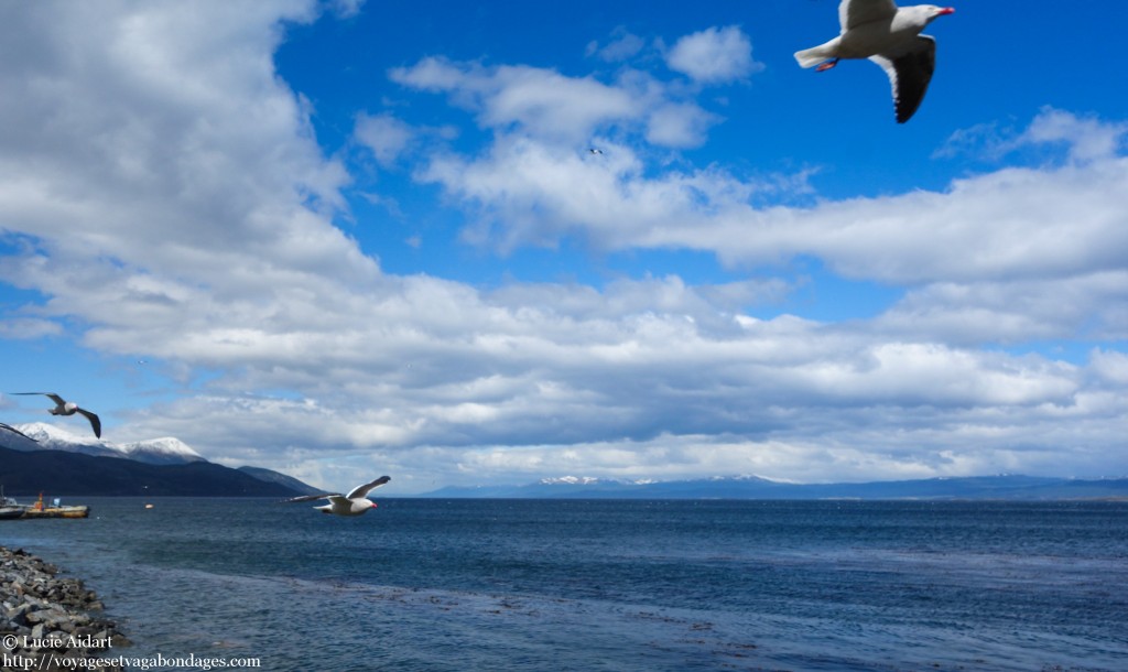 Canal Beagle à Ushuaïa - Que faire et que visiter à Ushuaia en Patagonie Argentine